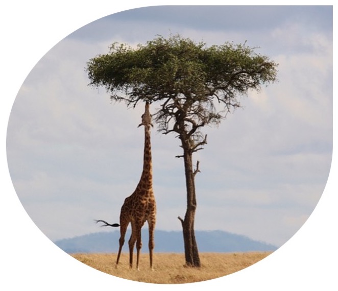 Machine learning evolution offers another way